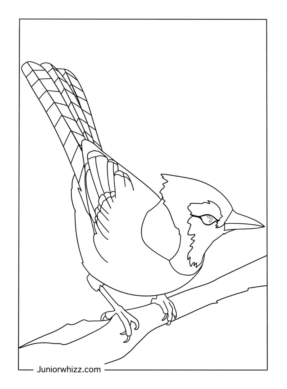 Blue Jay Coloring Pages 12 Free Printable Pdfs