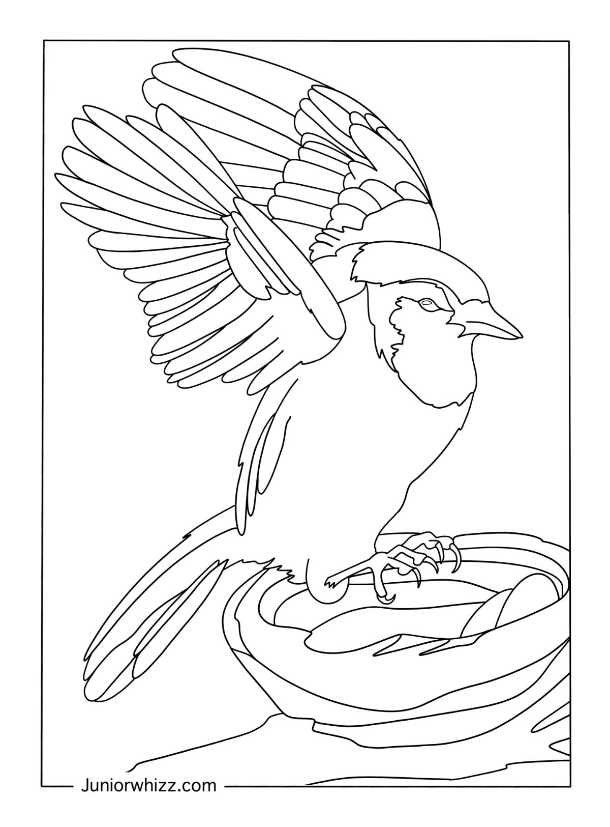 Blue Jay Coloring Pages 12 Free Printable Pdfs