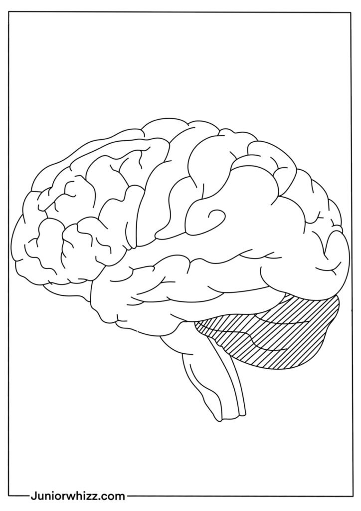 Blank Brain Coloring Page for Kids