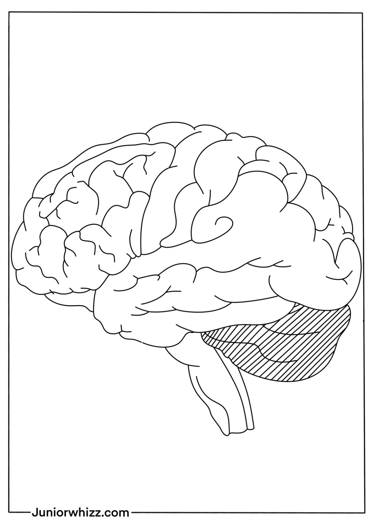 Human Brain Coloring Pages with Book (12 Printable PDF)