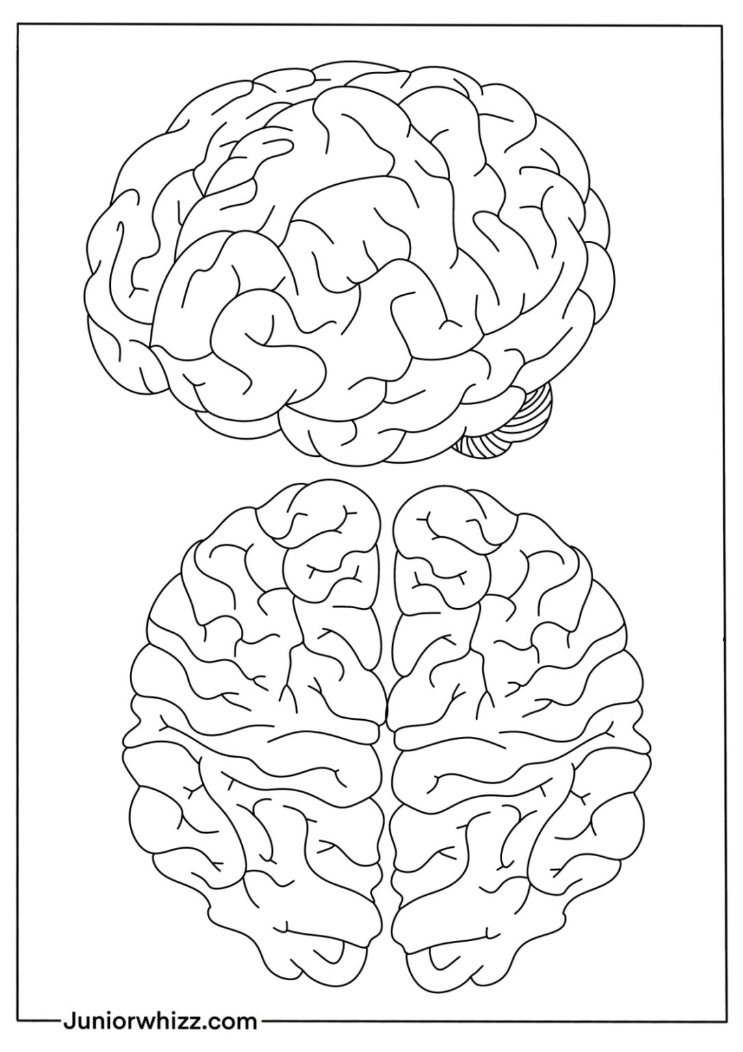 Human Brain Coloring Pages with Book (12 Printable PDF)