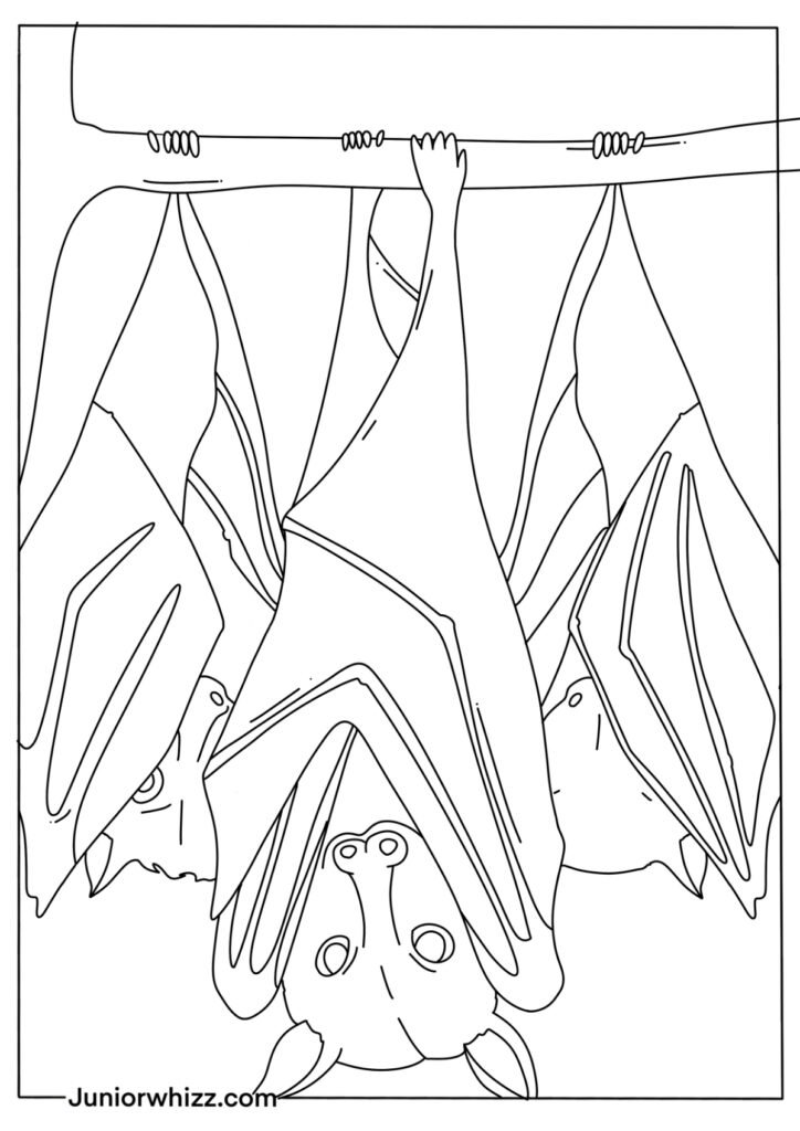 Detailed Bats Drawing