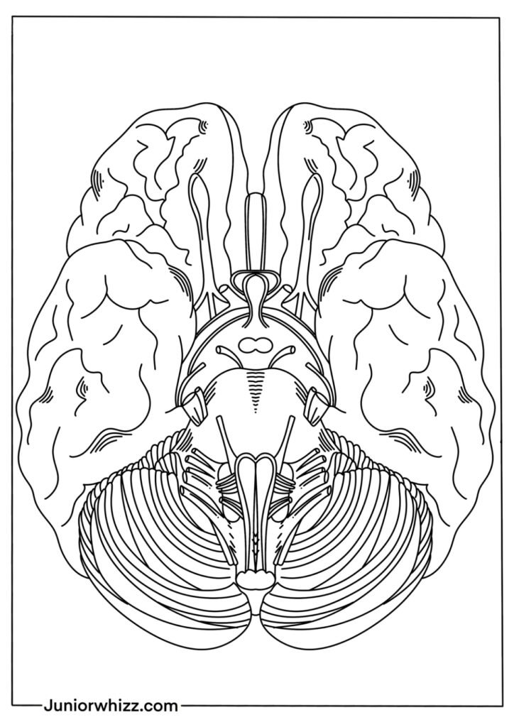 Detailed Realistic Brain Coloring Page