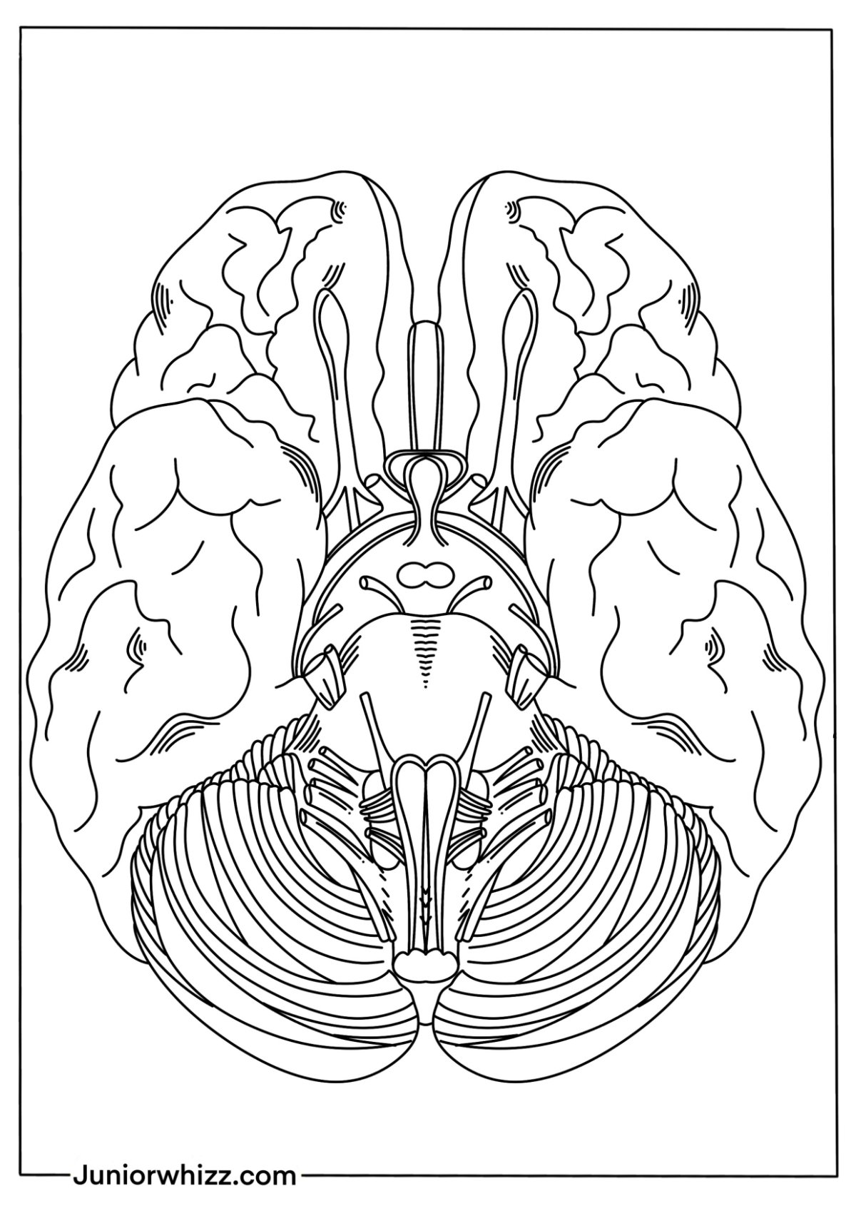 Human Brain Coloring Pages with Book (12 Printable PDF)