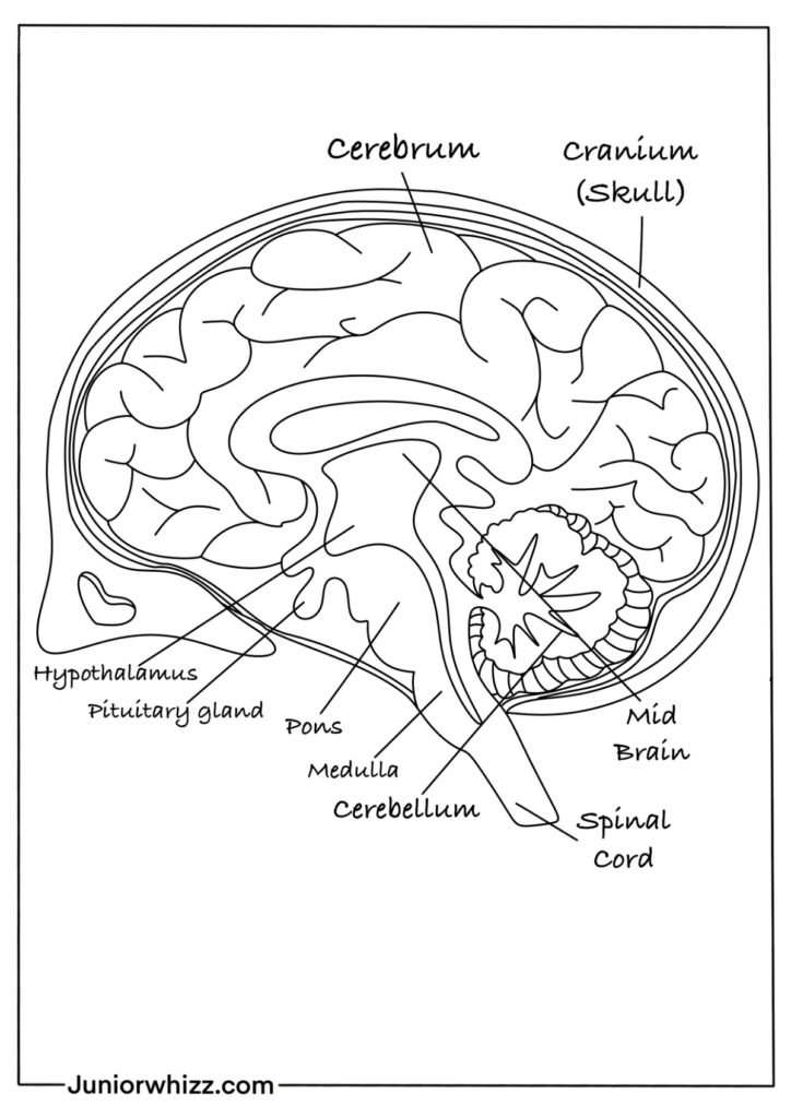 brain coloring page labeled