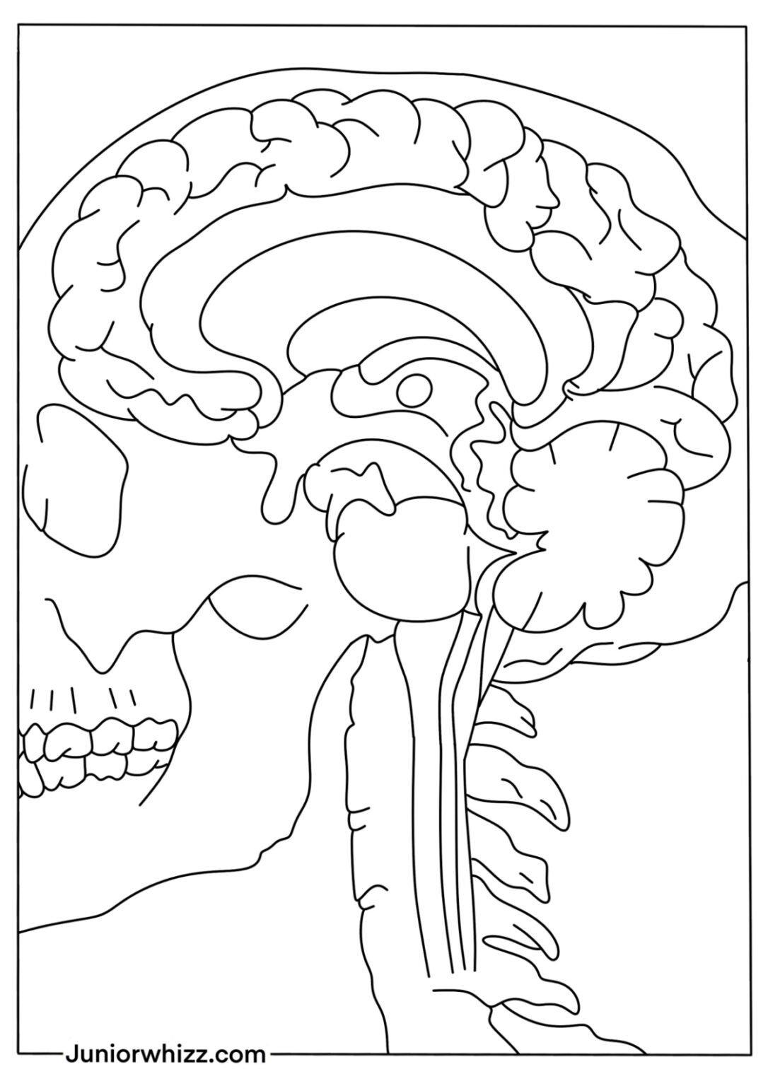 Human Brain Coloring Pages with Book (12 Printable PDF)