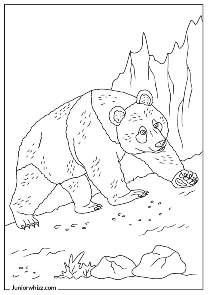 Real Panda Bear Coloring Page