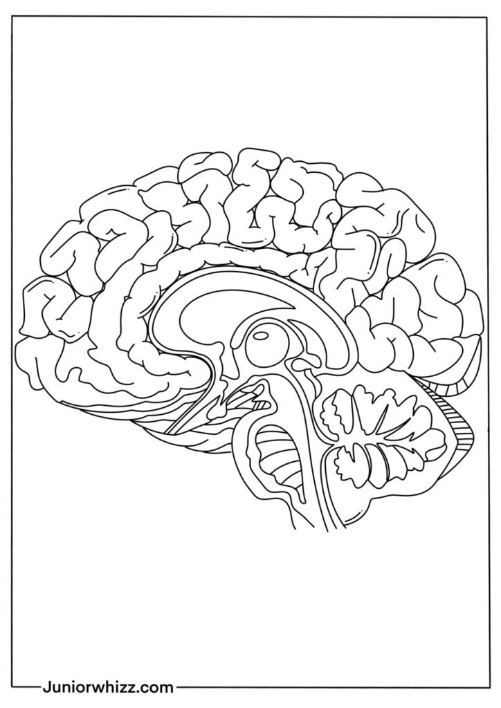 Realistic Brain Coloring Page