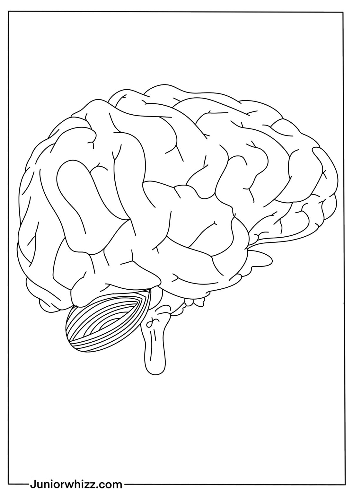 Human Brain Coloring Pages with Book (12 Printable PDF)